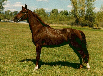 North American Single-footing Horse